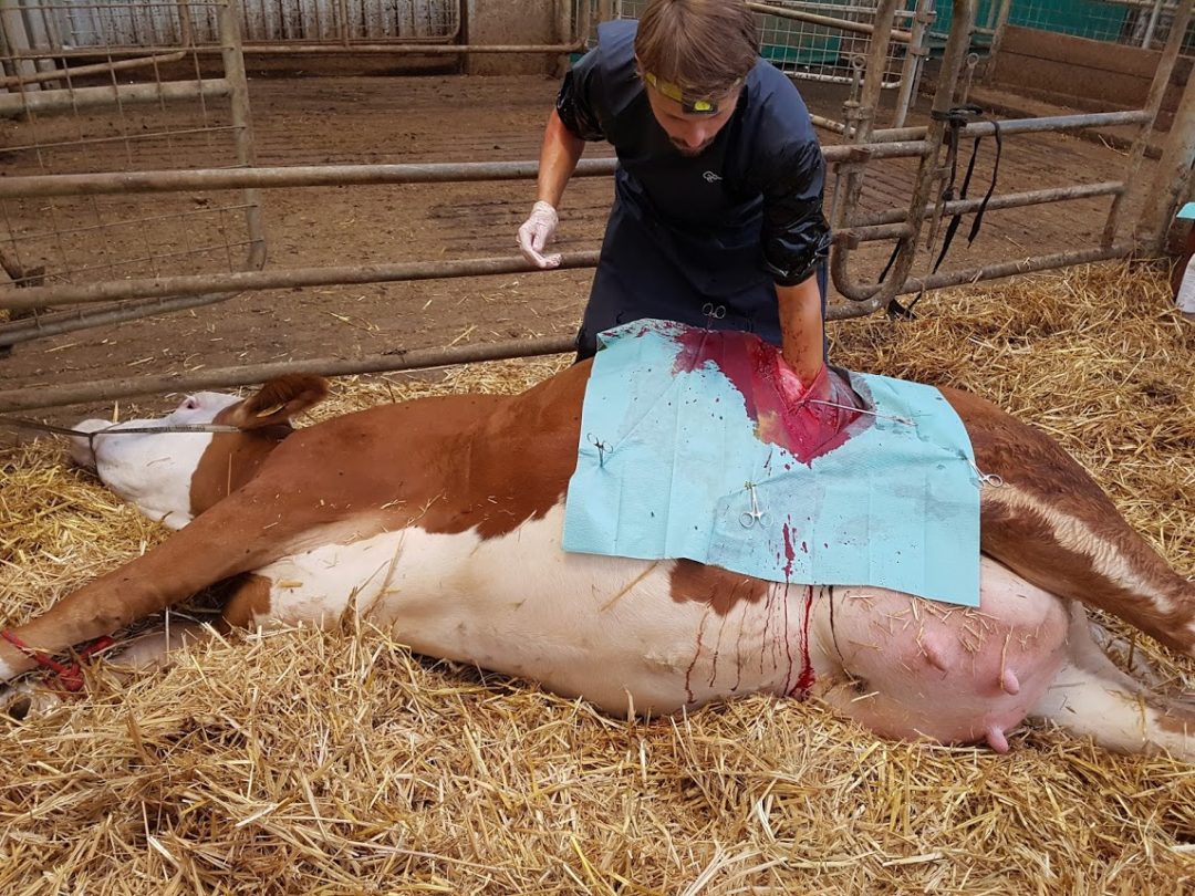 Veterinární zákrok – dokumentace ošetření