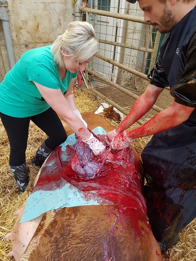 Veterinární zákrok – momentka z výkonu