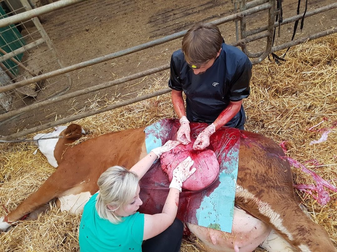 Veterinární zákrok – ošetření pacienta