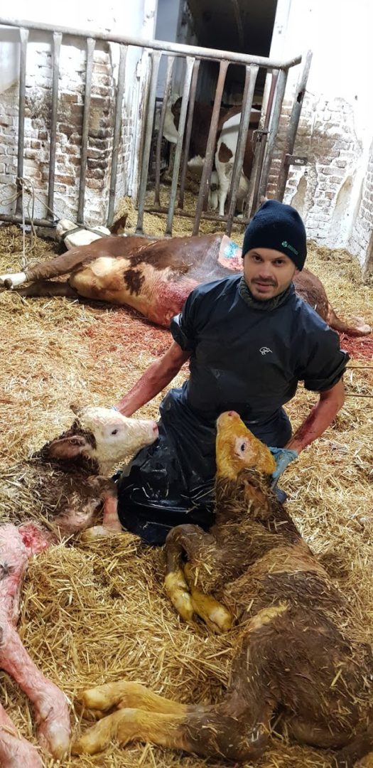Veterinární zákrok – fotografie z průběhu ošetření