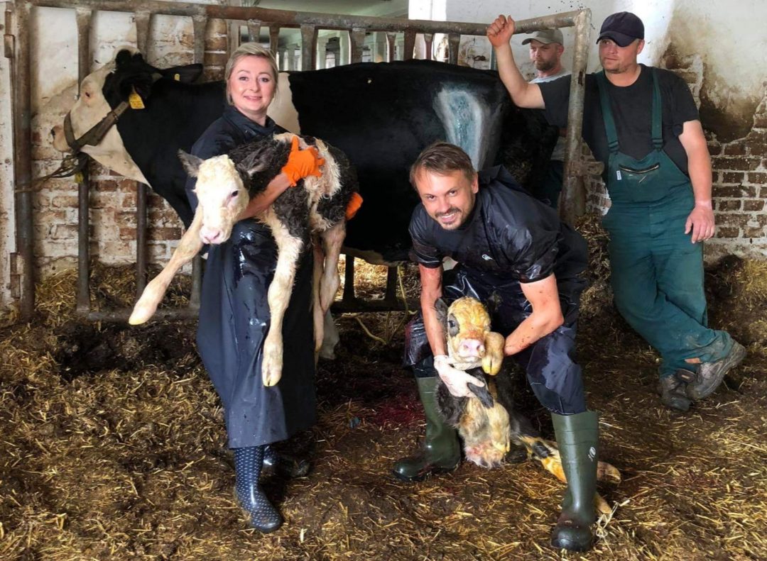Veterinární zákrok – klinické prostředí během práce