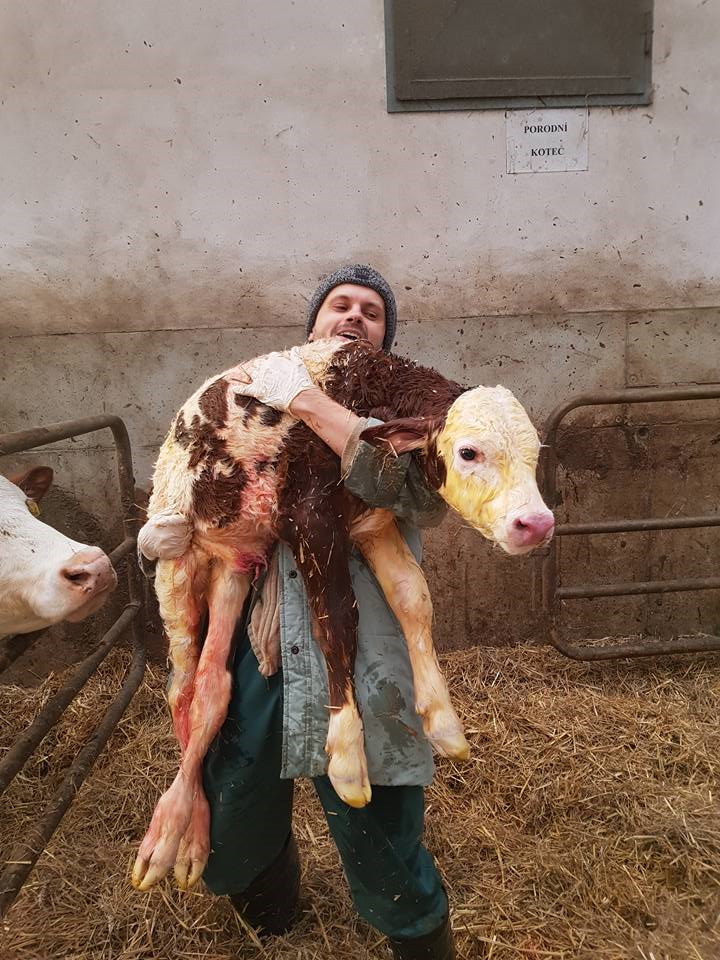 Veterinární zákrok – dokumentační fotografie
