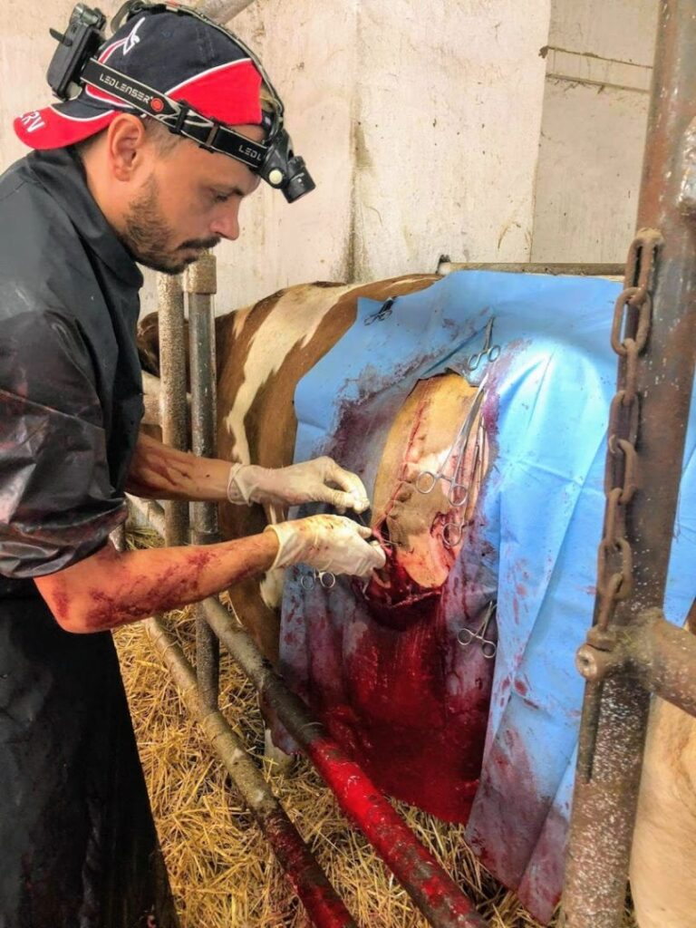 Veterinární zákrok – ošetření v klinickém prostředí