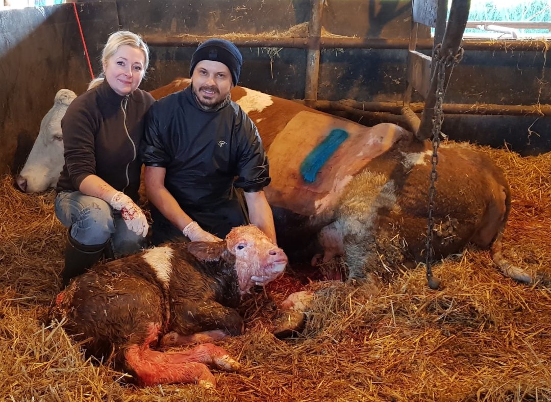 Veterinární zákrok – fotografie z průběhu ošetření