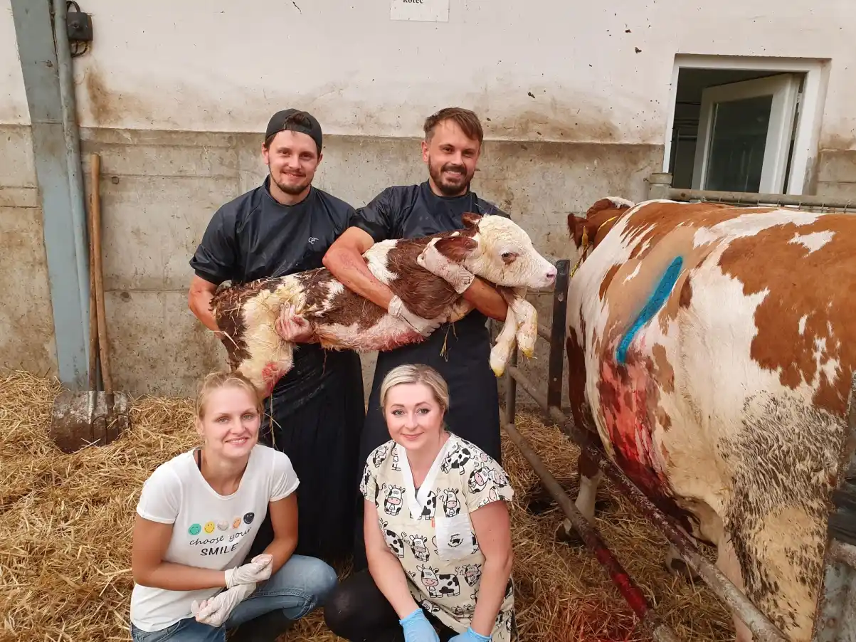 Veterináři při porodu telete
